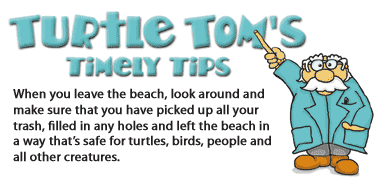 Anna Maria Island Turtle Watch - Turtle Tom's Tips