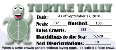 Turtle Tom