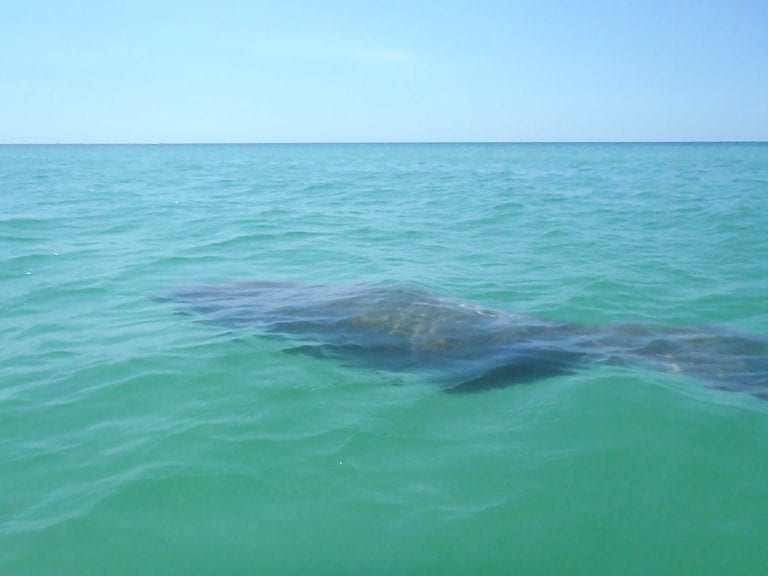 Coast Lines: Manatees help scientists do research