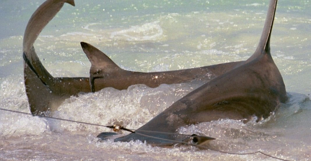 FWC may restrict shoreline shark fishing - AMI Sun