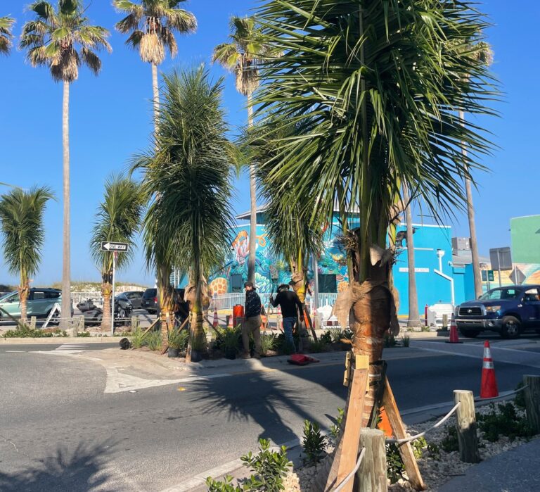 Palm tree landscaper awaiting payment from city