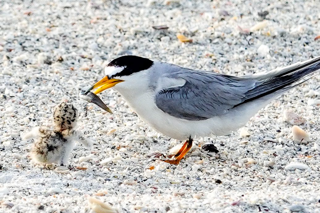 Least tern chicks hatch in Bradenton Beach