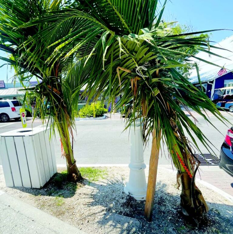 City releases signed coconut palms agreement