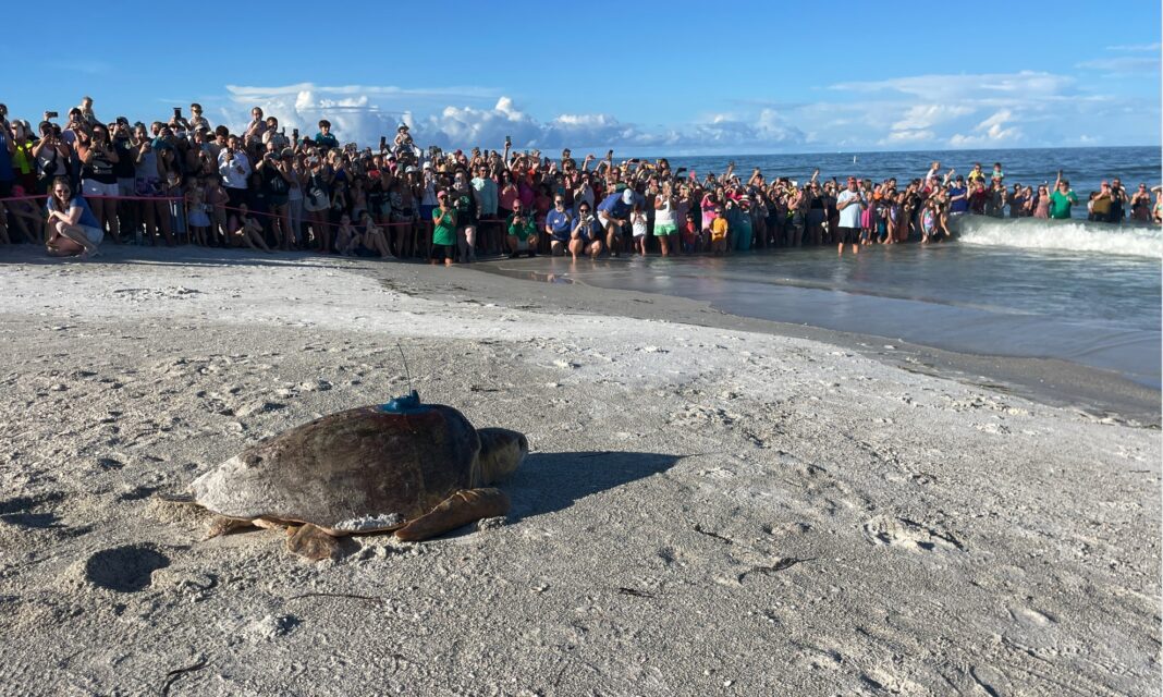 Sea turtle release attracts crowds Monday