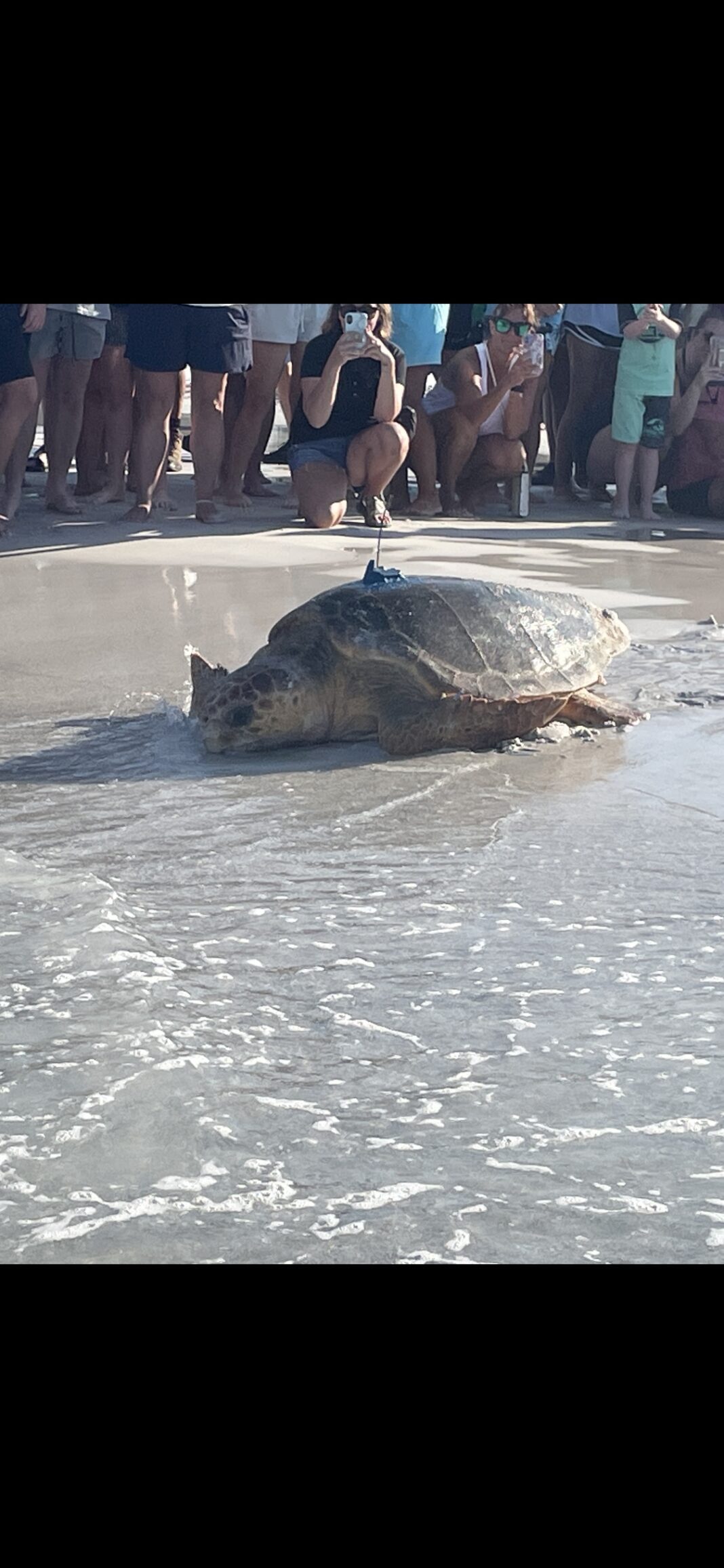 Sea Turtle Conservancy to release turtle