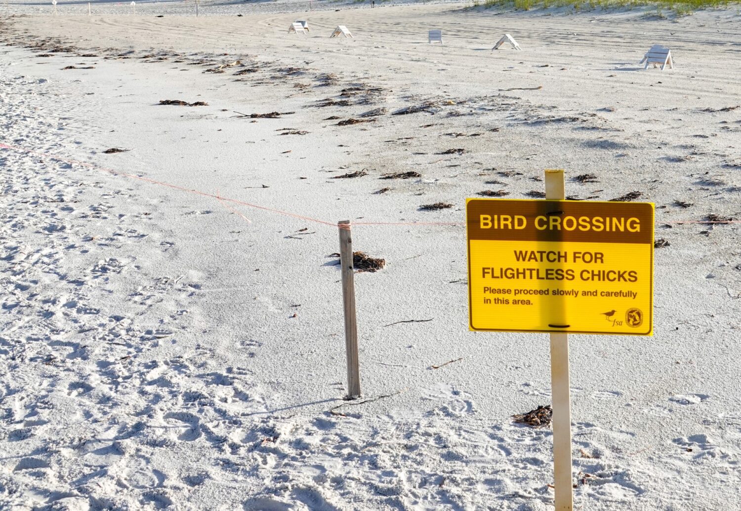 Growing least tern colony vulnerable to firework