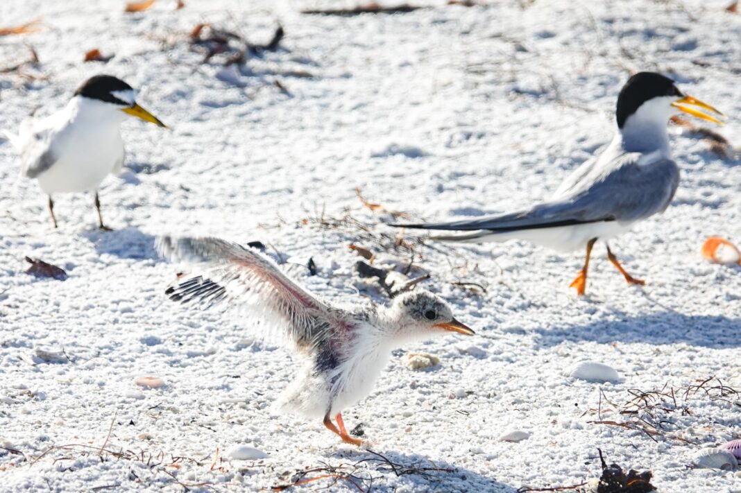 Growing least tern colony vulnerable to firework