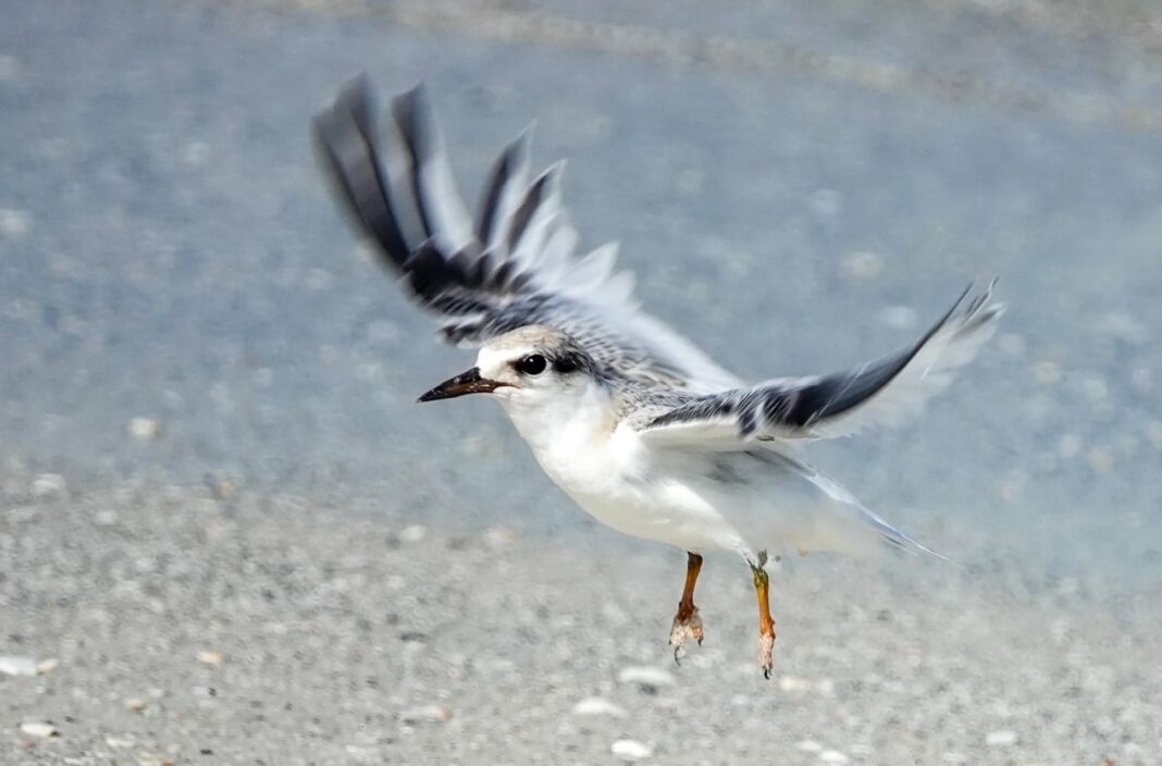 First least tern chick takes flight