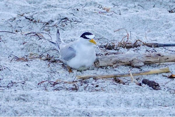 Least tern colony thriving on beach