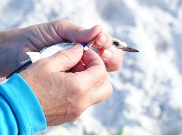 Least tern chicks fitted with tracking bands