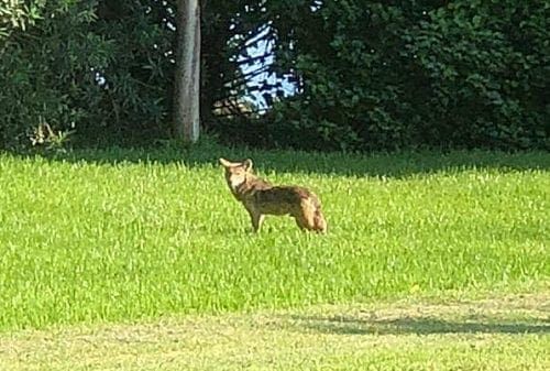 Holmes Beach coyotes Wooten