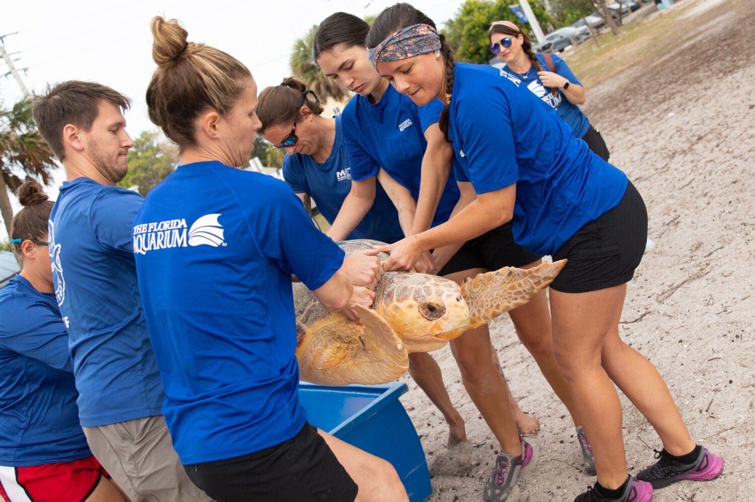 Loggerheads released after recovering from red tide