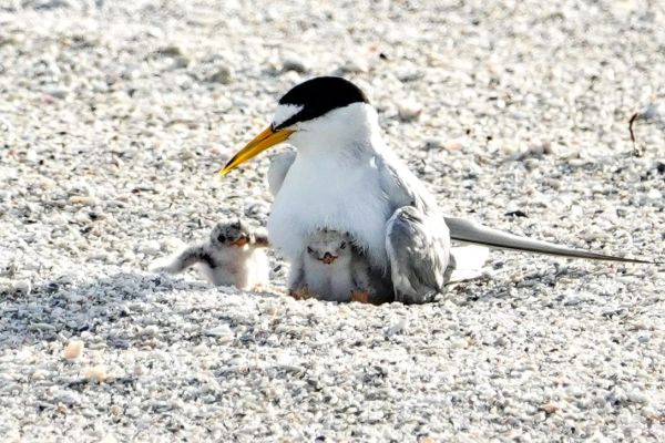 Least tern chicks hatch in Bradenton Beach