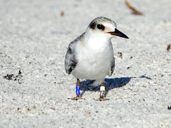 Least tern colony leaves Bradenton Beach