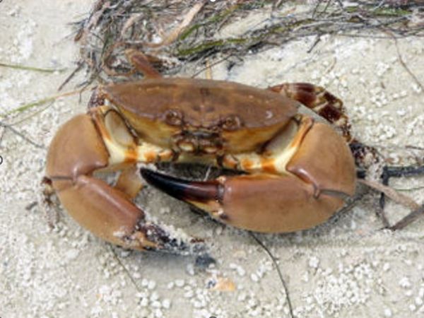 Stone crab harvesting begins this week