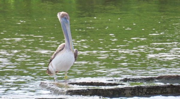 Pelicans treated for injuries to be tracked