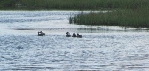 Ducks at Perico Preserve