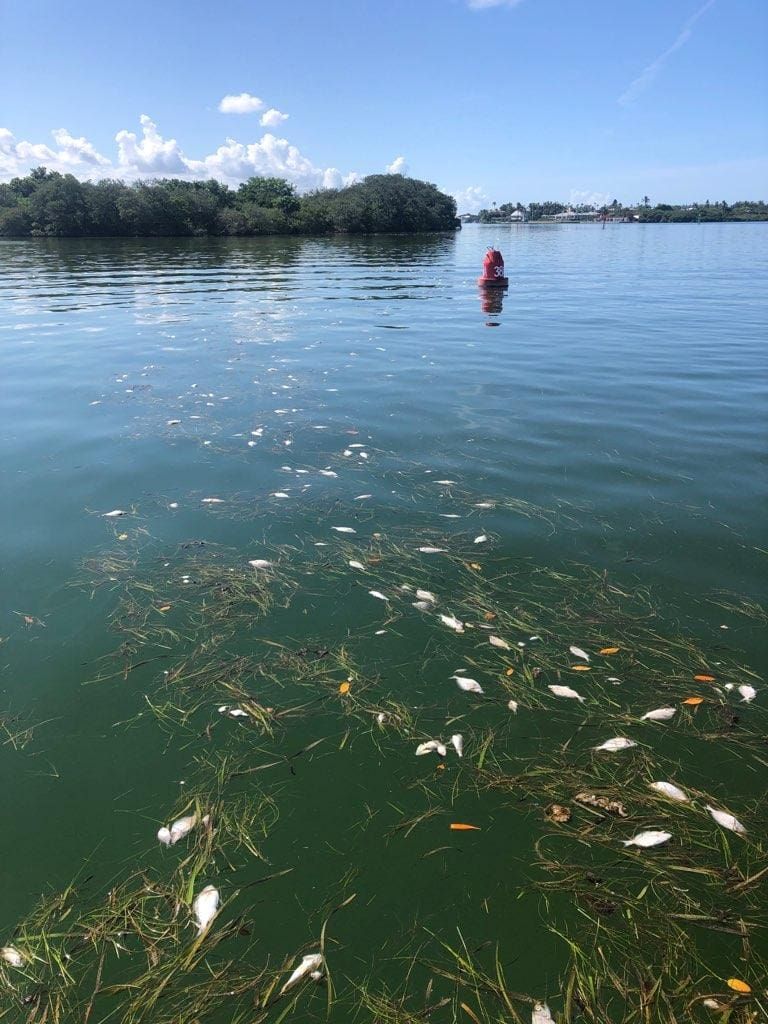 Are tourists concerned about red tide?