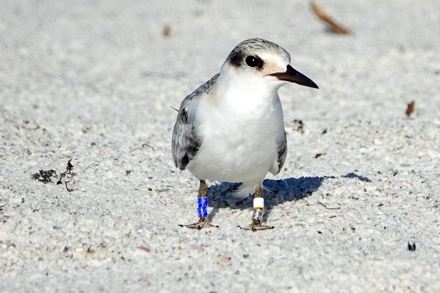 Least tern colony leaves Bradenton Beach