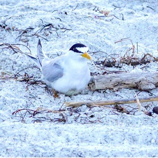 Season’s first shorebird nest discovered