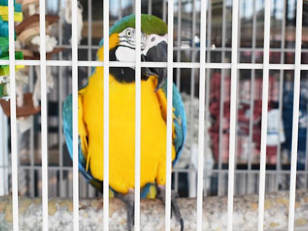 The birds are back in town