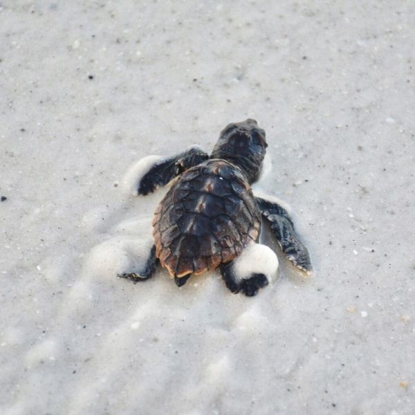Sea turtle nests are hatching