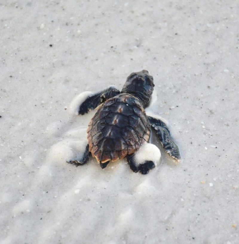 Sea turtle nests are hatching