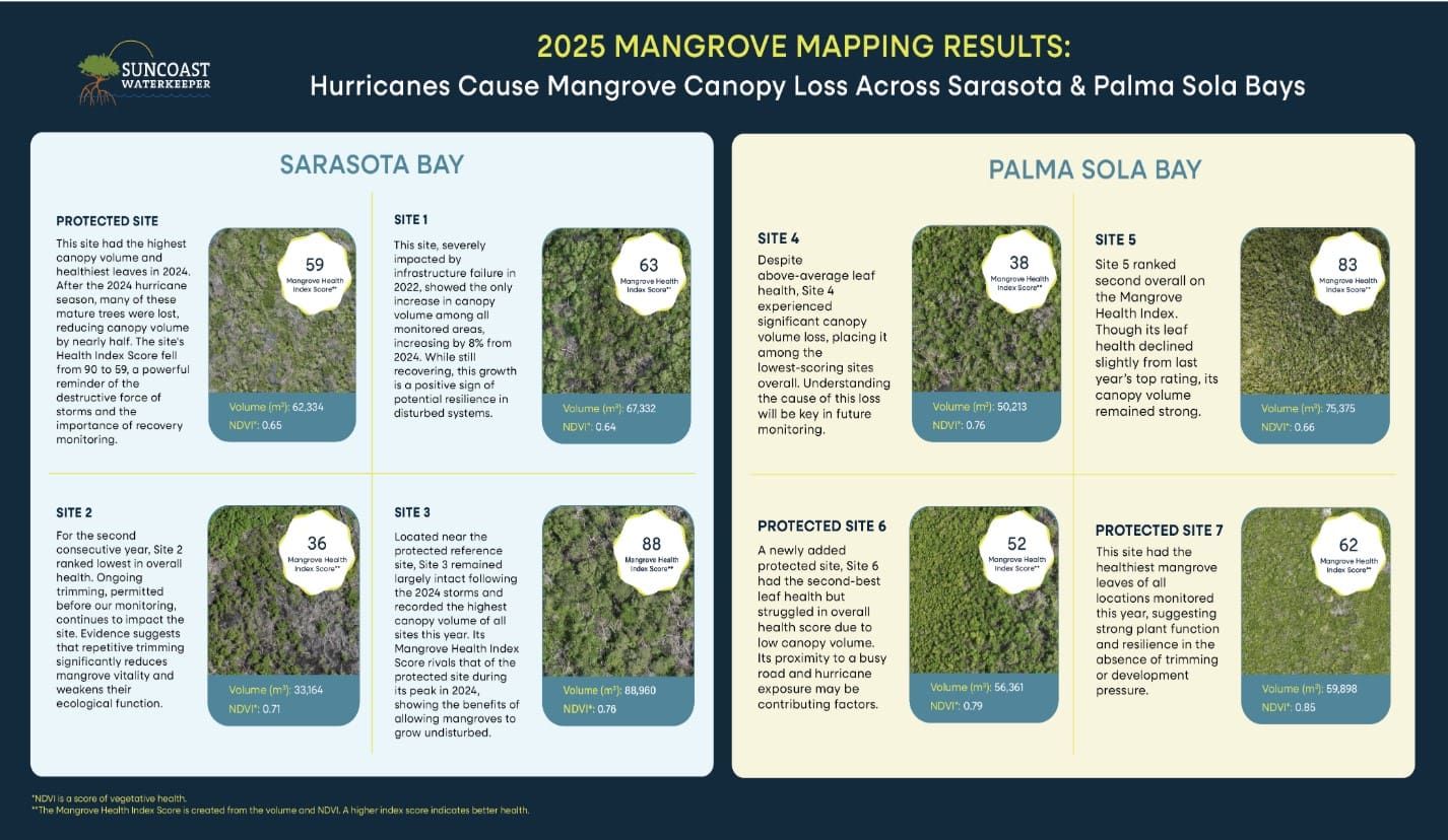 Suncoast Waterkeeper reports heavy toll on mangroves from 2024 hurricanes