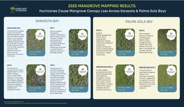 Suncoast Waterkeeper reports heavy toll on mangroves from 2024 hurricanes