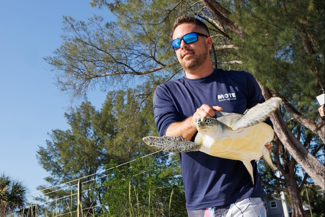 Green sea turtle released