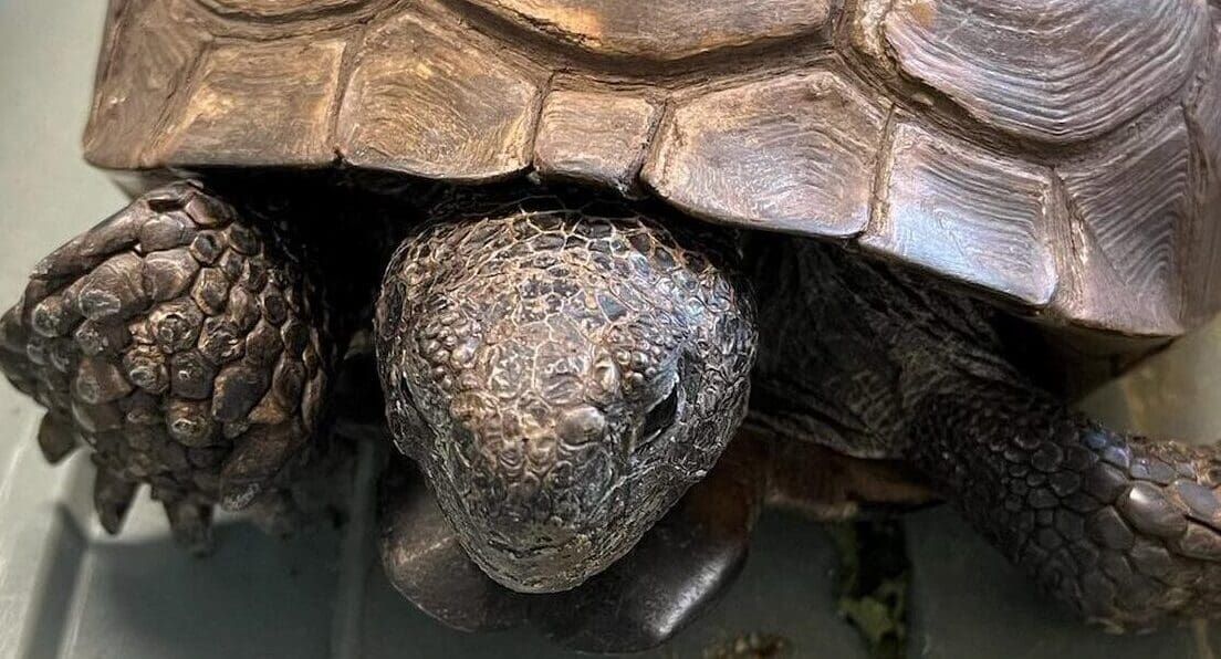 Wildlife Inc. cares for animals during, after hurricane