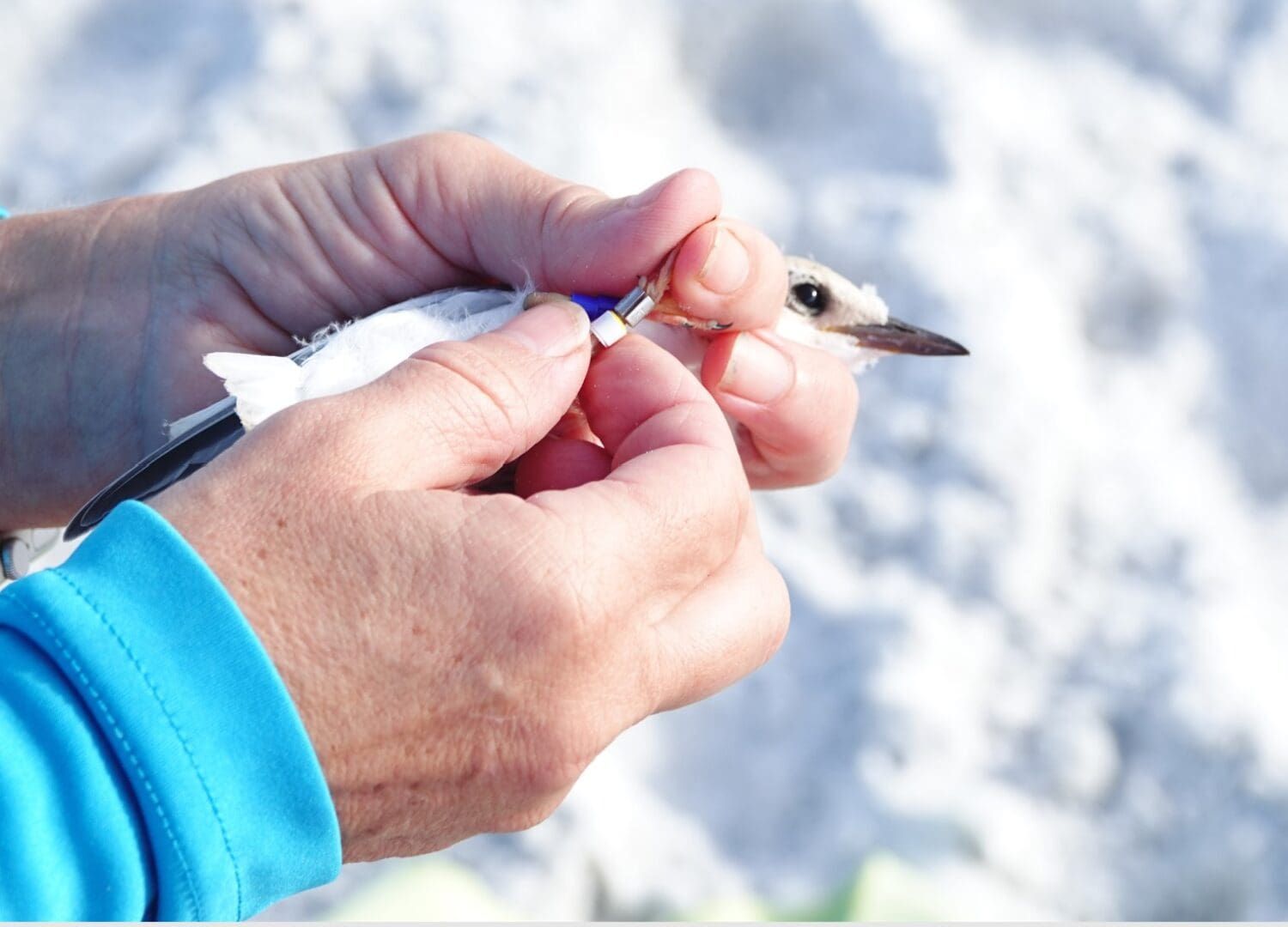 Least tern chicks fitted with tracking bands