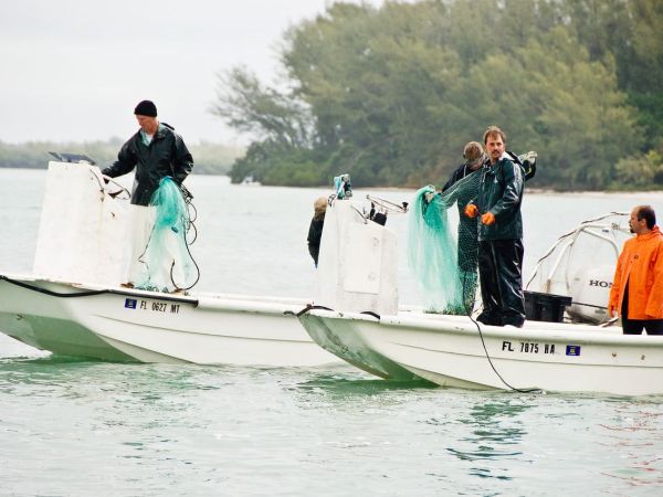 Reel Time: Why Mullet Jump