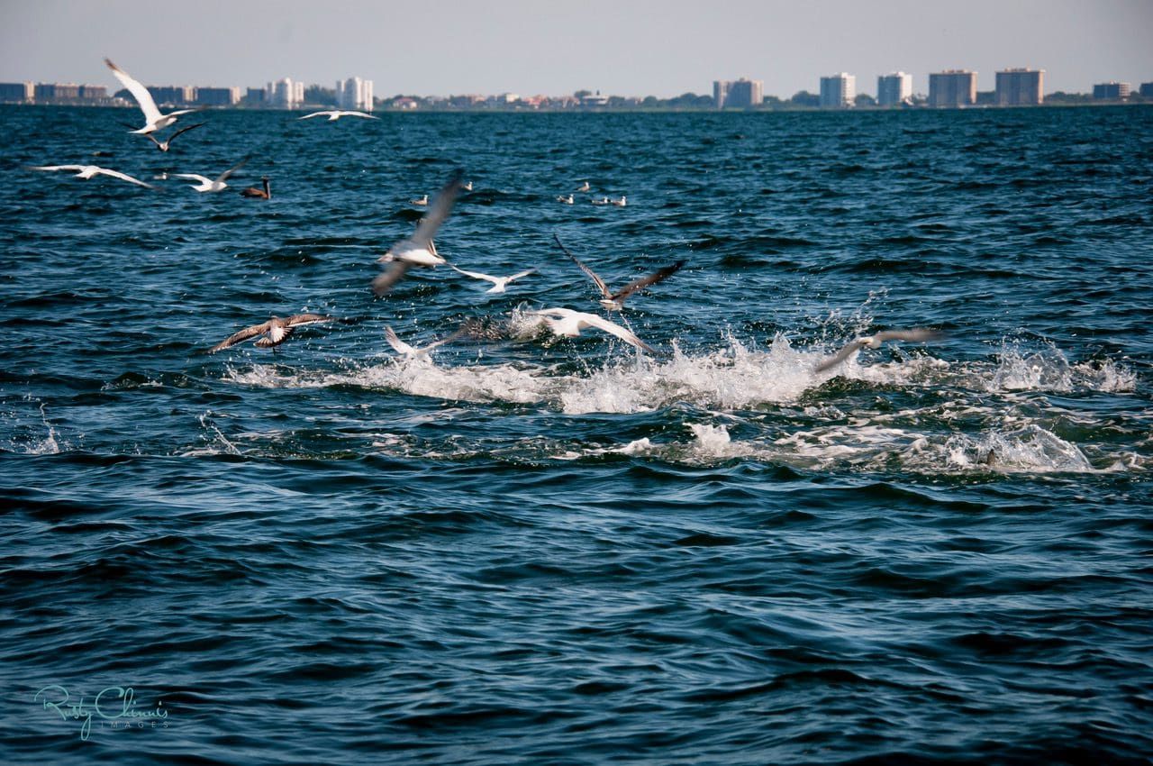 Reel Time: The magic of seabirds