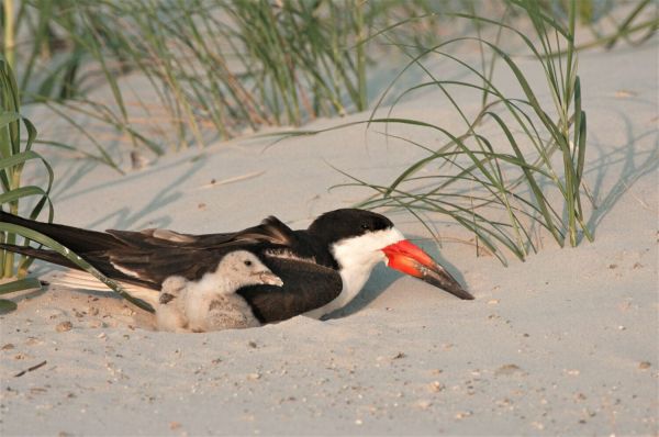 Fireworks pose danger to wildlife