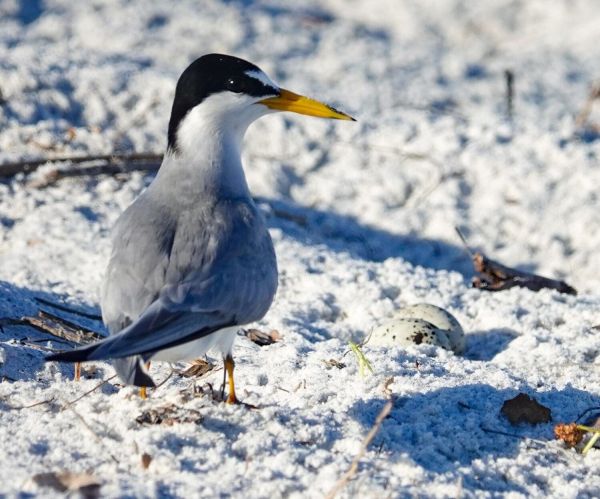 Least tern numbers increasing