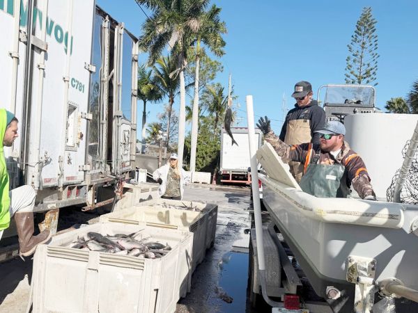 Mullet fishermen reporting a good season
