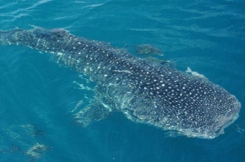 Whale shark
