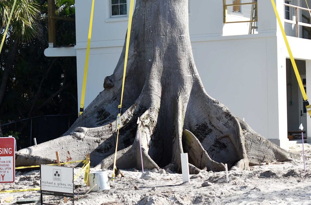 Kapok tree relocated to Anna Maria
