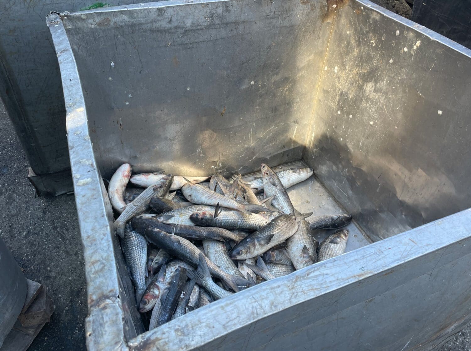 Fishermen report slow mullet season