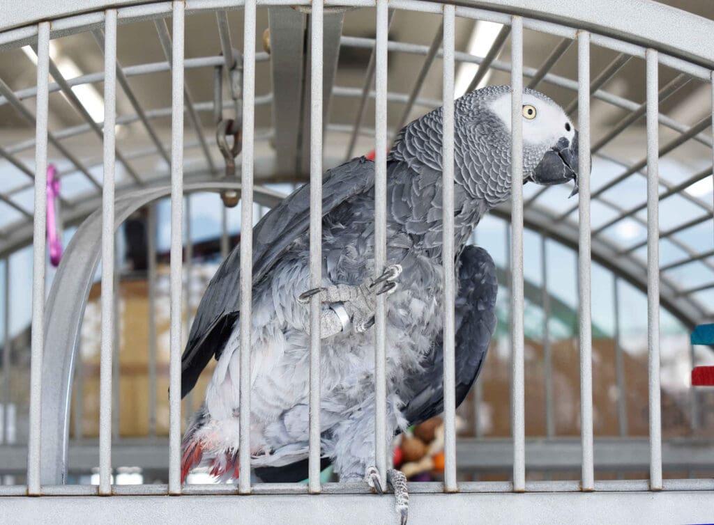 The birds are back in town