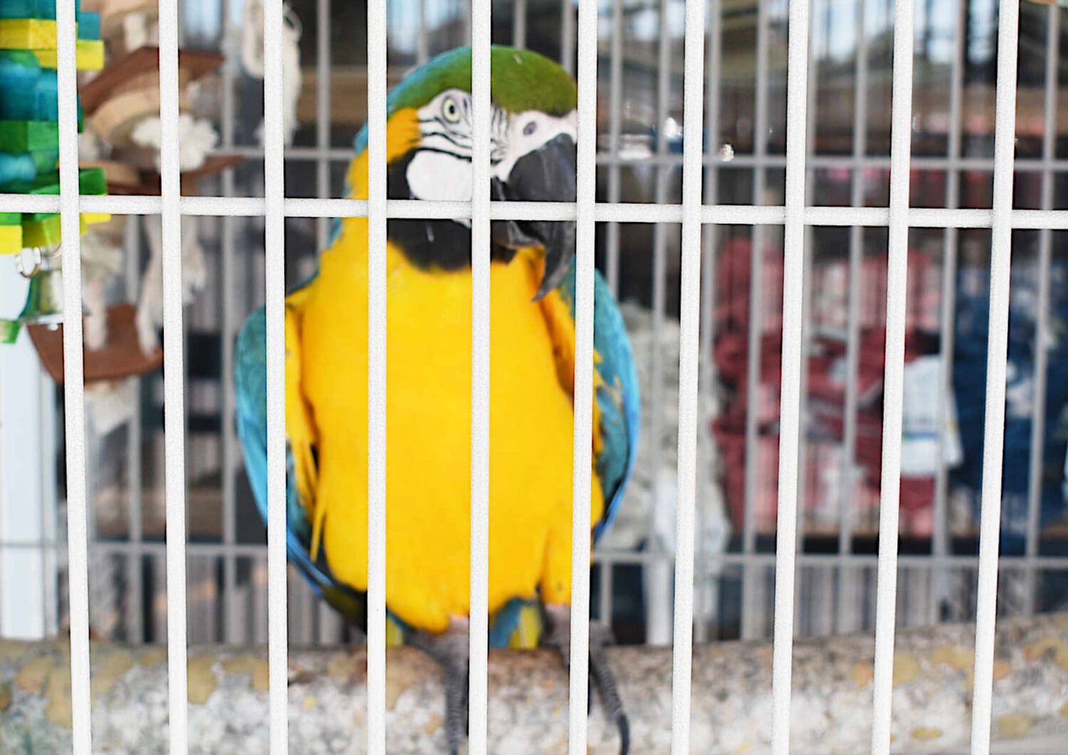 The birds are back in town