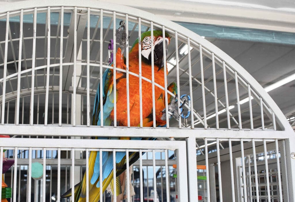 The birds are back in town