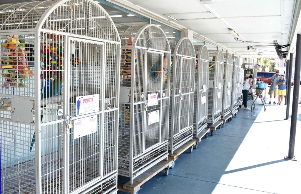 The birds are back in town