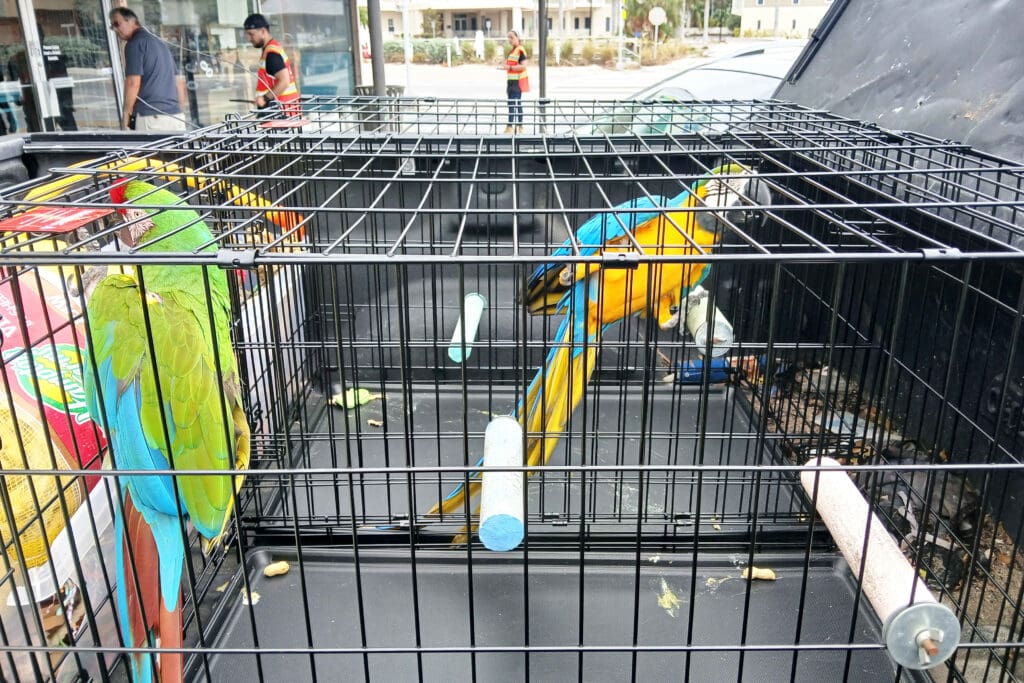 The birds are back in town