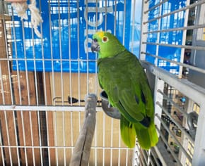 The birds are back in town