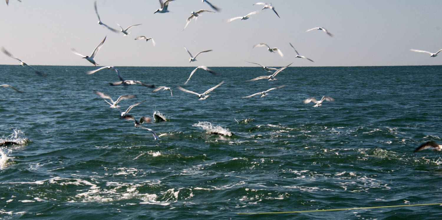 In praise of seabirds