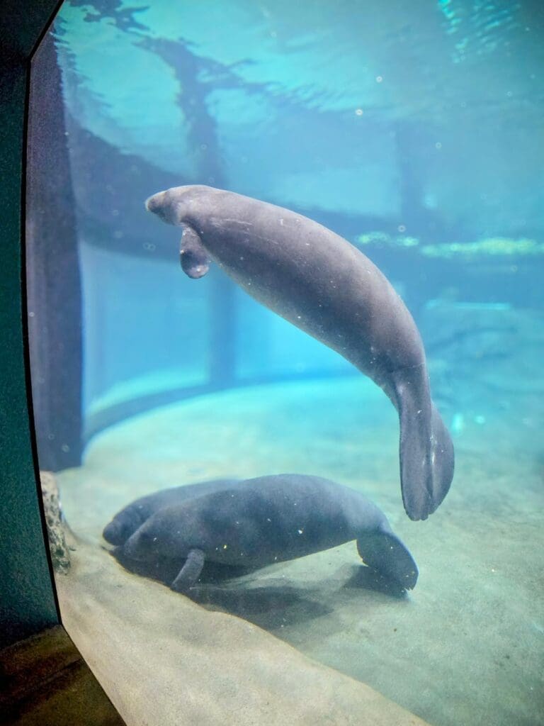 Three young manatees rehabbing at Bishop Museum
