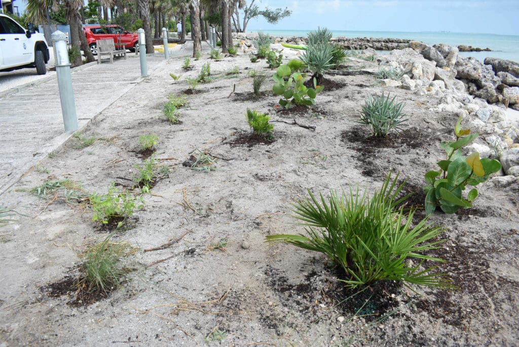 Boy Scouts replant City Pier shoreline