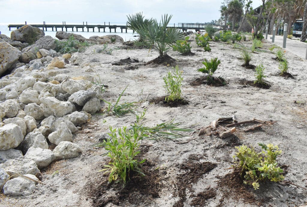 Boy Scouts replant City Pier shoreline